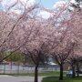 Prunus subhirtella 'Autumnalis Rosea'
